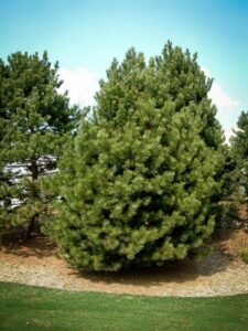 Сосна Чёрная (Pinus Nigra) купить по цене от 270.00р. в интернет-магазине «Посадика» с доставкой почтой в в Егорьевске и по всей России – [изображение №1].