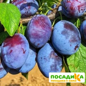 Слива Чачакская ранняя купить по цене от 229.00р. в интернет-магазине «Посадика» с доставкой почтой в в Егорьевске и по всей России – [изображение №1].