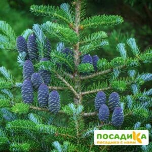 Пихта корейская (Abies koreana) купить по цене от 450.00р. в интернет-магазине «Посадика» с доставкой почтой в в Егорьевске и по всей России – [изображение №1].