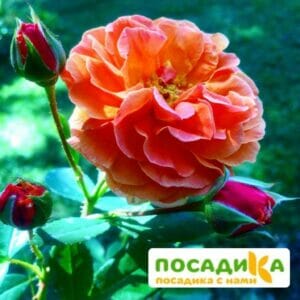 Роза Арабия купить по цене от 350.00р. в интернет-магазине «Посадика» с доставкой почтой в в Егорьевске и по всей России – [изображение №1].