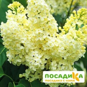 Сирень Примроуз (Primrose) купить по цене от 529.00р. в интернет-магазине «Посадика» с доставкой почтой в в Егорьевске и по всей России – [изображение №1].