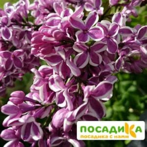 Сирень Сенсация купить по цене от 529.00р. в интернет-магазине «Посадика» с доставкой почтой в в Егорьевске и по всей России – [изображение №1].