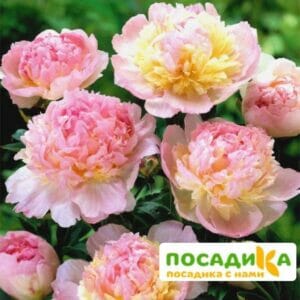 Пион Распберри Сандей (Paeonia Raspberry Sundae) купить по цене от 959р. в интернет-магазине «Посадика» с доставкой почтой в в Егорьевске и по всей России – [изображение №1].