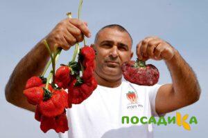 Клубника Гигант Джорнея купить по цене от 266р. в интернет-магазине «Посадика» с доставкой почтой в в Егорьевске и по всей России – [изображение №1].