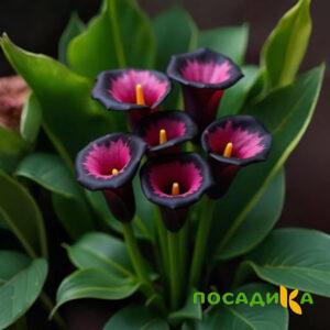 Калла Аура Лейс купить по цене от 400р. в интернет-магазине «Посадика» с доставкой почтой в в Егорьевске и по всей России – [изображение №1].