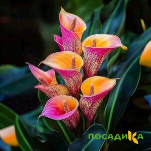Калла Оникс купить по цене от 450р. в интернет-магазине «Посадика» с доставкой почтой в в Егорьевске и по всей России – [изображение №1].
