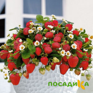 Клубника Рубиновый Шепот (горшечная) купить по цене от 240р. в интернет-магазине «Посадика» с доставкой почтой в в Егорьевске и по всей России – [изображение №1].