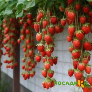 Клубника вьющаяся Комплимент купить по цене от 470р. в интернет-магазине «Посадика» с доставкой почтой в в Егорьевске и по всей России – [изображение №1].