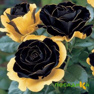 Роза Ханни Сикл купить по цене от 700р. в интернет-магазине «Посадика» с доставкой почтой в в Егорьевске и по всей России – [изображение №1].