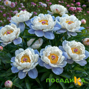 Пион акварельный Этюд купить по цене от 806р. в интернет-магазине «Посадика» с доставкой почтой в в Егорьевске и по всей России – [изображение №1].