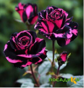 Роза Багровый Шепот купить по цене от 366р. в интернет-магазине «Посадика» с доставкой почтой в в Егорьевске и по всей России – [изображение №1].