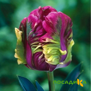 Тюльпан Экзотик Хэвен купить по цене от 186р. в интернет-магазине «Посадика» с доставкой почтой в в Егорьевске и по всей России – [изображение №1].
